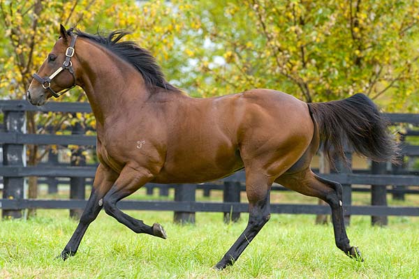 Snitzel most active sire in 2012 | Thoroughbred Express