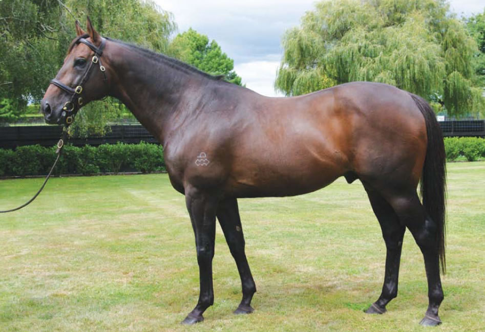 Lucky Unicorn relocates to WA | Thoroughbred Express