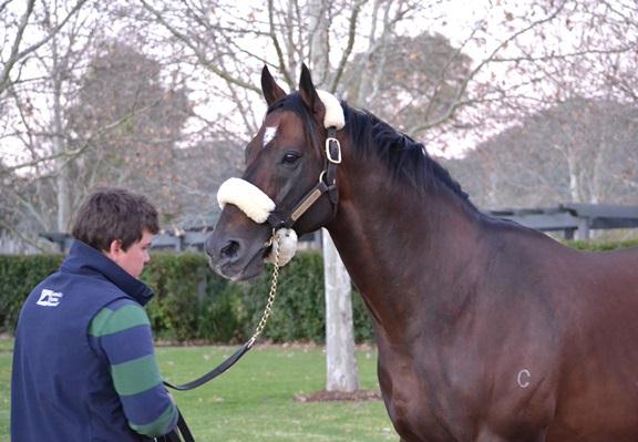 Redoutes Choice jarryd stennett