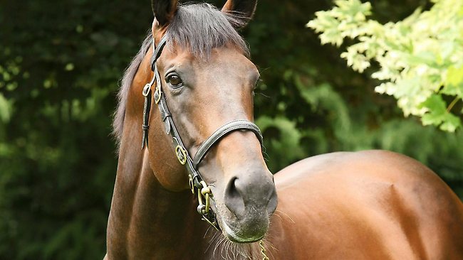 fastnet rock head