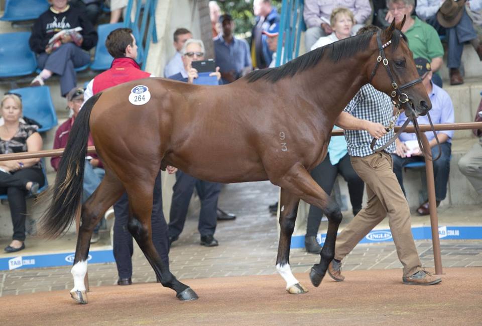 Brother to Sizzling $2.20m