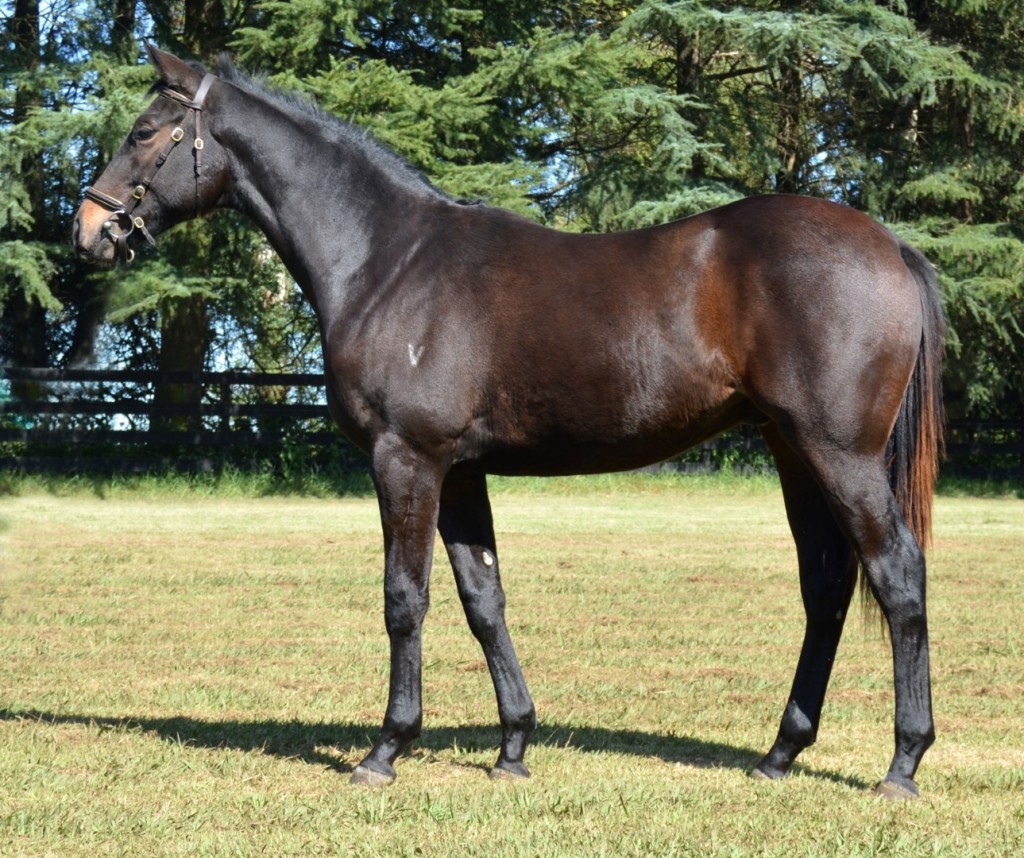 Lot 86 MTR Gina Lollawitcha colt