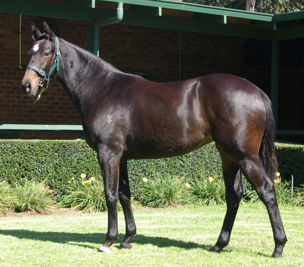 Lot-16-Musket-Trimagic-Filly