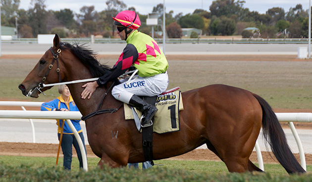 prince of brooklyn purcell photos