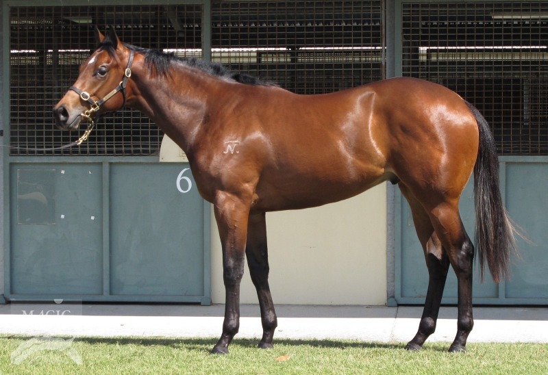 Snippetson - Countess Dehere colt