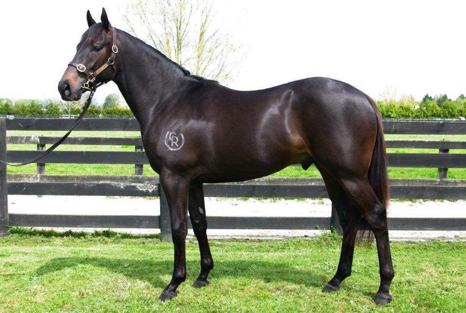 MOD - Beauriphul Gal NZ R2Run Sale