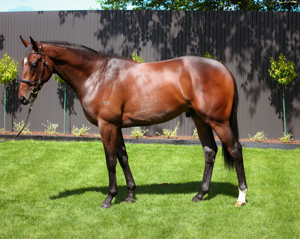 Tarcoola Sebring colt NZB R2R Sale