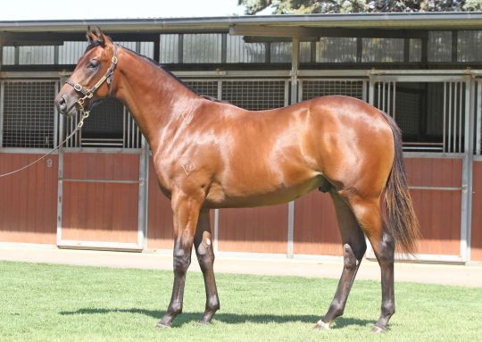 Desert Master before 2013 Premier