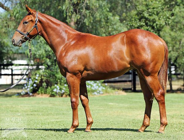 All Too Hard - Kakakakatie colt