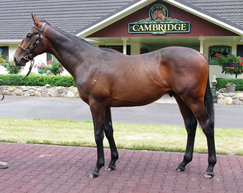 Tavistock Zarzino colt