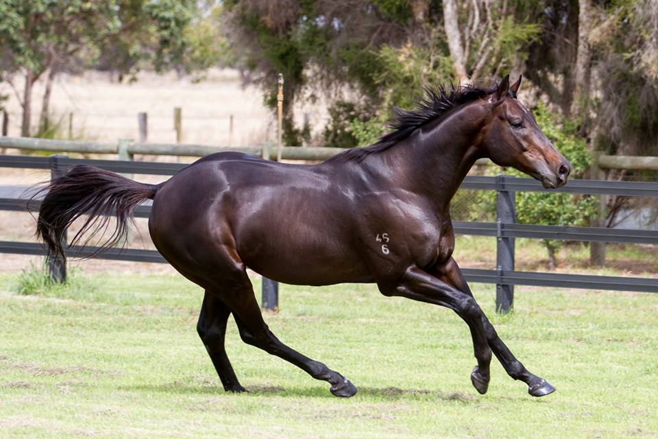 god has spoken gallop