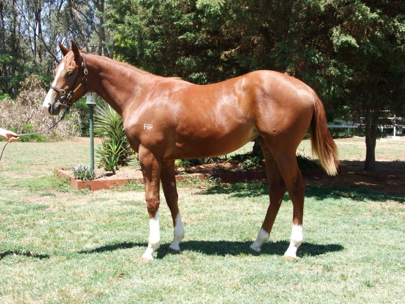 Hollylodge Written Tycoon filly