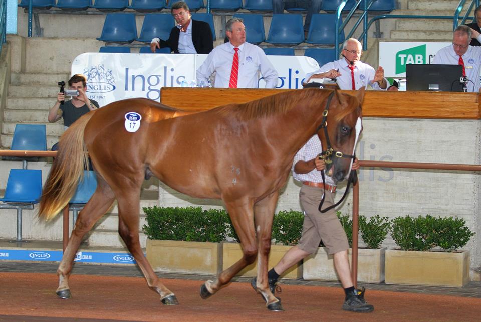 Snitzel Day 1 Classic