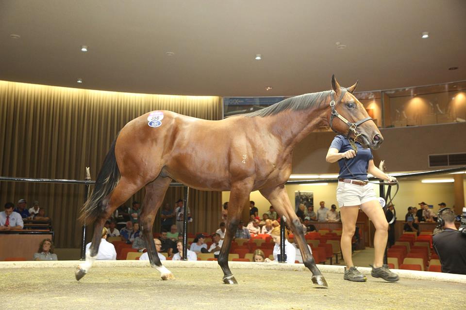 Casino Prince - Sophie's Spirit colt Lot 358