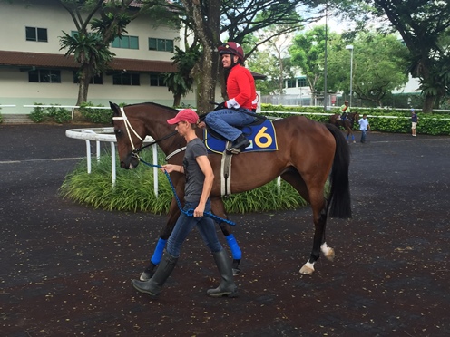 ROCKET MANChampion galloper back at Kranji