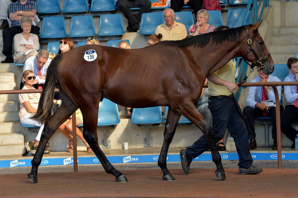 Snitzel half-brother to Winx sells for $2.30 million