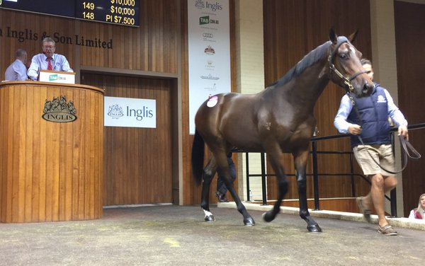 STRYKER _ ACTRICE COLT