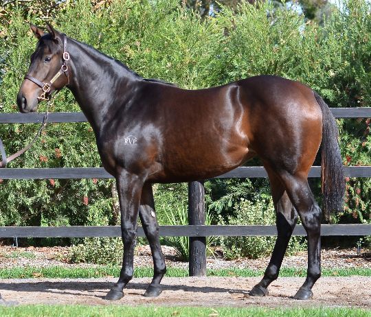 TURFFONTEIN - ENCOSTA DI NERO FILLY