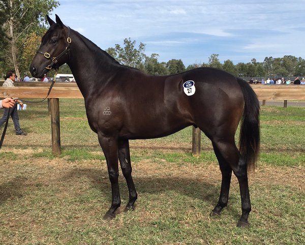 All American-Accomplishment colt that made $50,000 at Scone