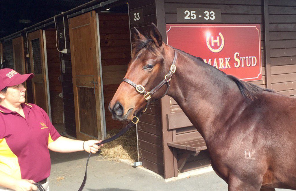 TOP FOALO'Reilly colt pin-hooked by Queenslander's Aquis Farm for $185,000