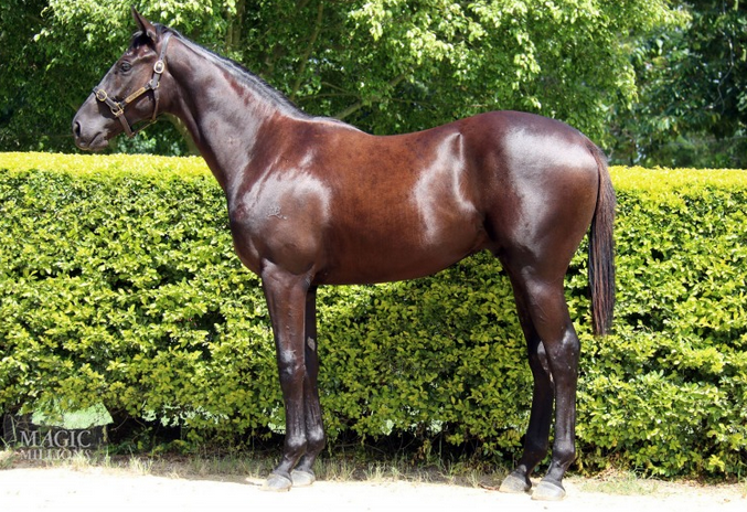 RICH AFFAIRGold Coast debut winner pictured as a yearling before the Magic Millions