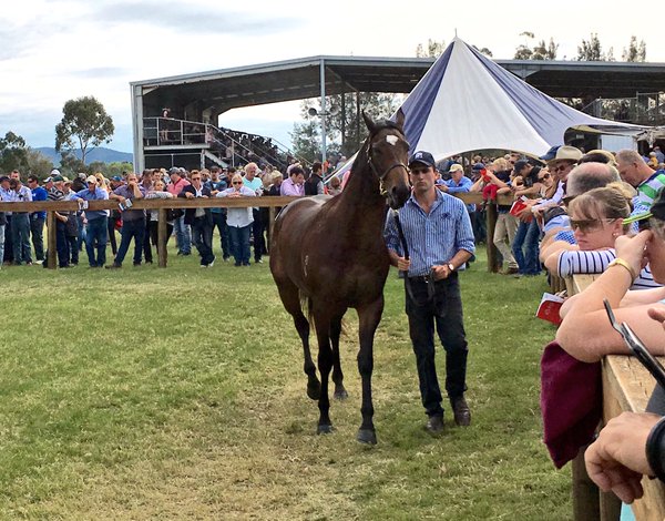 SCONE RECORDDuporth filly made $116,000 at White Park on Sunday