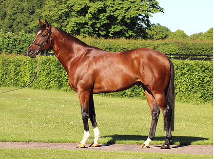 TORONADO