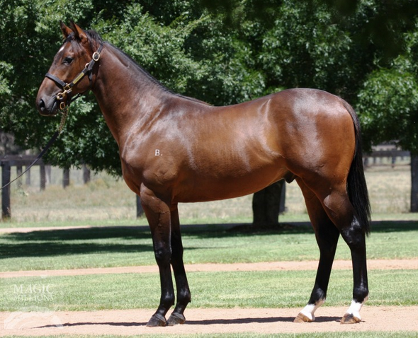 GEE ONE EXPRESSPictured as a yearling before relocating to Melbourne 