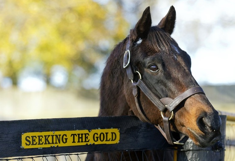 SEEKING THE GOLDChampion sire pictured last year at Claiborne