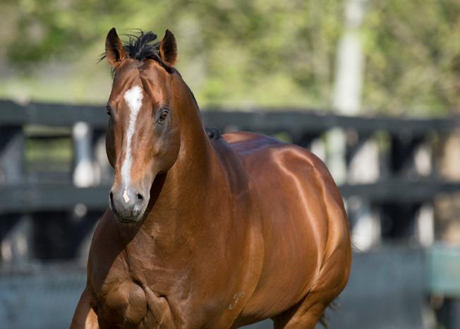 SNITZEL