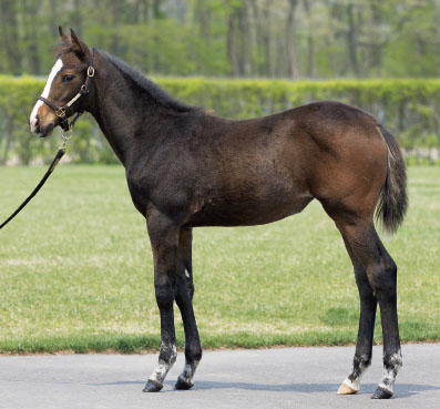 HEART'S CRYJapanese foal is from a three-quarter sister to Flemington winner Loyalty Man.