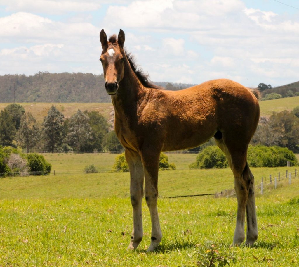 INTO ORBITSpendthrift colt pictured as a foal in September 2013