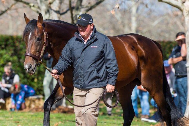 REAL IMPACTInternational Group 1 winner parades with Adam Shankley at Arrowfield