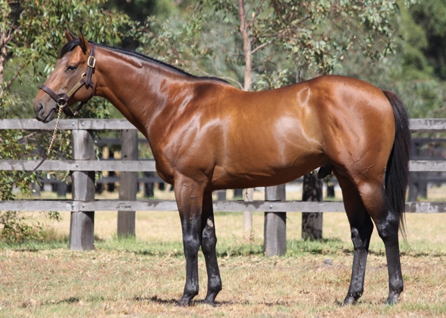 VITAL EQUINE