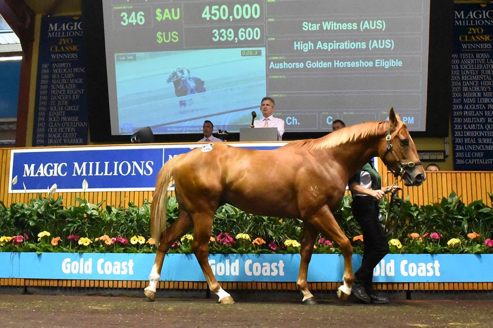 HIT SALE STARBryan Guy paid $450,000 for this colt by Star Witness