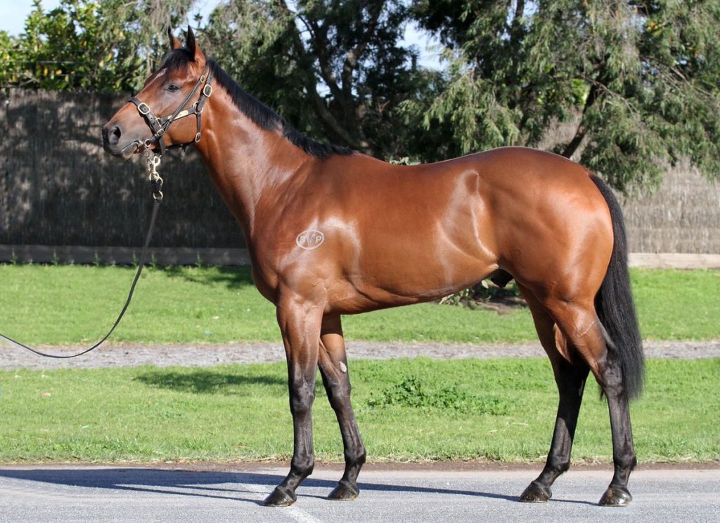 STREET CRY - PRAIRIE STAR COLT