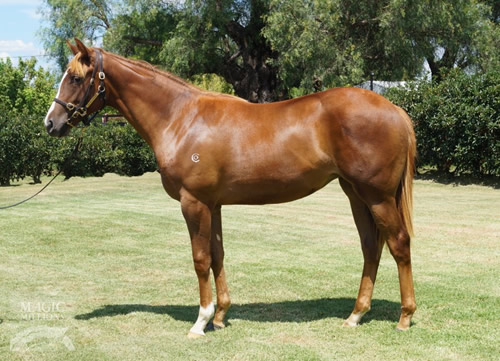 LIFE ON THE WIREPluck filly pictured before the Adelaide Magic Millions